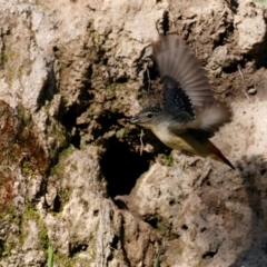 Pardalotus punctatus at Deakin, ACT - suppressed