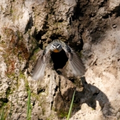 Pardalotus punctatus at Deakin, ACT - suppressed