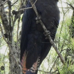 Calyptorhynchus lathami (Glossy Black-Cockatoo) at - 24 Sep 2020 by GlossyGal