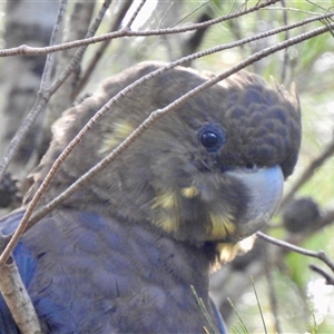 Calyptorhynchus lathami lathami at Welby, NSW - suppressed