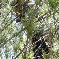 Calyptorhynchus lathami lathami at Welby, NSW - 24 Sep 2020 12:08 PM