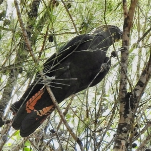 Calyptorhynchus lathami lathami at Welby, NSW - suppressed