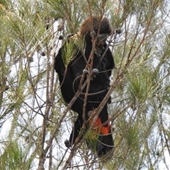 Calyptorhynchus lathami lathami at Welby, NSW - suppressed