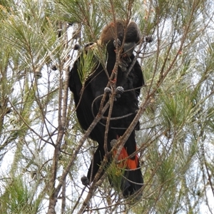 Calyptorhynchus lathami lathami at Welby, NSW - 24 Sep 2020 12:08 PM