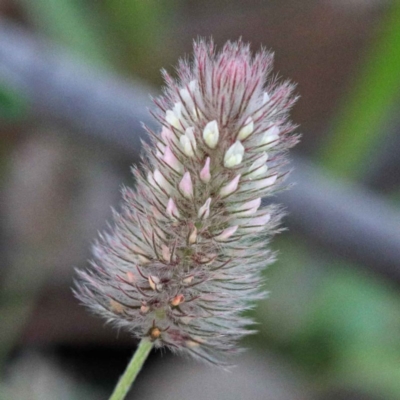 Trifolium striatum (Knotted Clover) at O'Connor, ACT - 24 Sep 2020 by ConBoekel