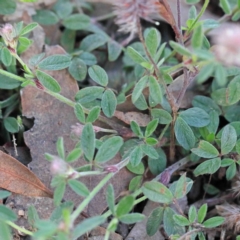 Trifolium striatum at O'Connor, ACT - 24 Sep 2020