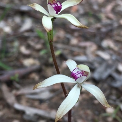 Caladenia ustulata (Brown Caps) at Bruce, ACT - 24 Sep 2020 by Wen