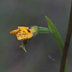 Diuris nigromontana (Black Mountain Leopard Orchid) at O'Connor, ACT - 24 Sep 2020 by ConBoekel