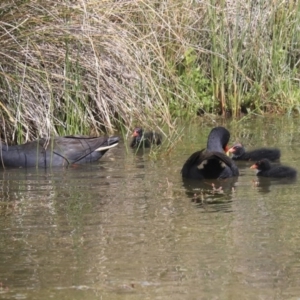 Gallinula tenebrosa at Gungahlin, ACT - 23 Sep 2020