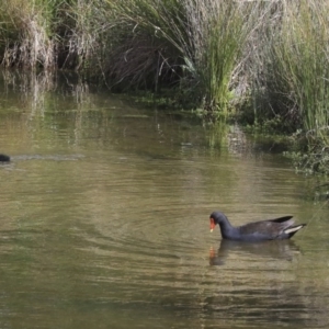 Gallinula tenebrosa at Gungahlin, ACT - 23 Sep 2020