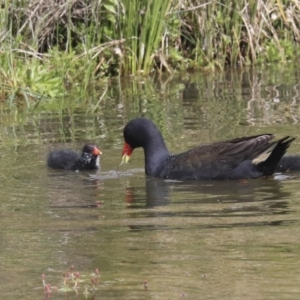 Gallinula tenebrosa at Gungahlin, ACT - 23 Sep 2020