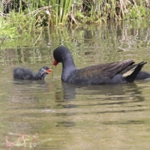 Gallinula tenebrosa at Gungahlin, ACT - 23 Sep 2020