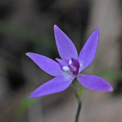 Glossodia major (Wax Lip Orchid) at Dryandra St Woodland - 24 Sep 2020 by ConBoekel