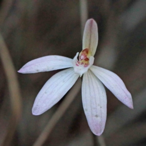 Caladenia fuscata at O'Connor, ACT - 24 Sep 2020