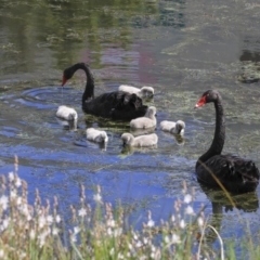 Cygnus atratus (Black Swan) at Gungahlin, ACT - 23 Sep 2020 by AlisonMilton