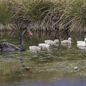 Cygnus atratus at Gungahlin, ACT - 23 Sep 2020