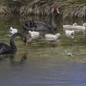 Cygnus atratus at Gungahlin, ACT - 23 Sep 2020