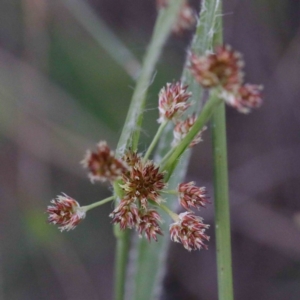 Luzula densiflora at O'Connor, ACT - 24 Sep 2020