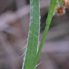 Luzula densiflora at O'Connor, ACT - 24 Sep 2020