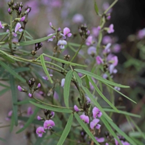 Glycine clandestina at O'Connor, ACT - 24 Sep 2020 04:26 PM