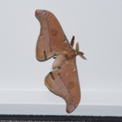 Opodiphthera eucalypti (Emperor Gum Moth) at Termeil, NSW - 21 Sep 2020 by wendie