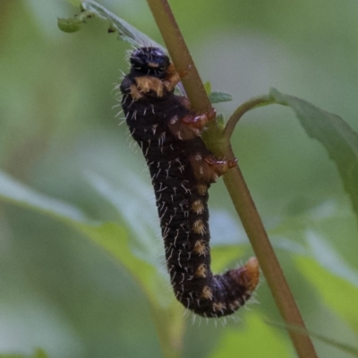 Pergidae sp. (family) (Unidentified Sawfly) at WI Private Property - 22 Sep 2020 by wendie