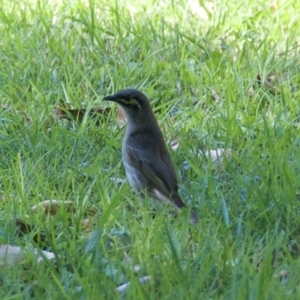 Caligavis chrysops at Morton, NSW - 22 Sep 2020