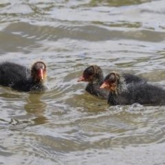 Fulica atra (Eurasian Coot) at Gungahlin, ACT - 23 Sep 2020 by AlisonMilton