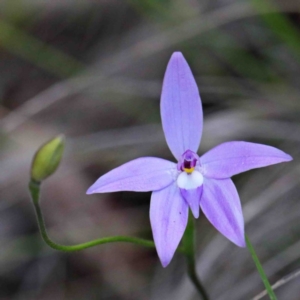 Glossodia major at O'Connor, ACT - 24 Sep 2020