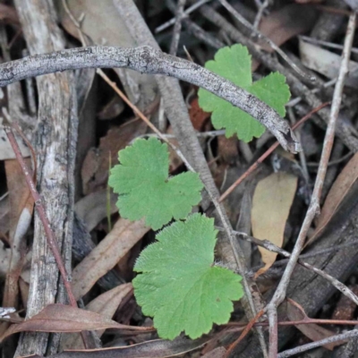 Hydrocotyle laxiflora (Stinking Pennywort) at Dryandra St Woodland - 24 Sep 2020 by ConBoekel