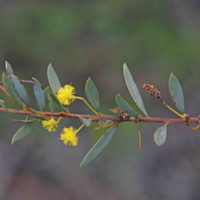 Acacia buxifolia subsp. buxifolia (Box-leaf Wattle) at Dryandra St Woodland - 24 Sep 2020 by ConBoekel