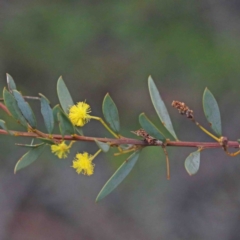 Acacia buxifolia subsp. buxifolia (Box-leaf Wattle) at O'Connor, ACT - 24 Sep 2020 by ConBoekel