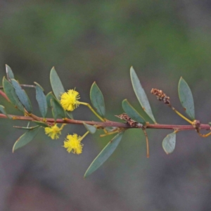 Acacia buxifolia subsp. buxifolia at O'Connor, ACT - 24 Sep 2020