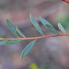 Acacia buxifolia subsp. buxifolia at O'Connor, ACT - 24 Sep 2020