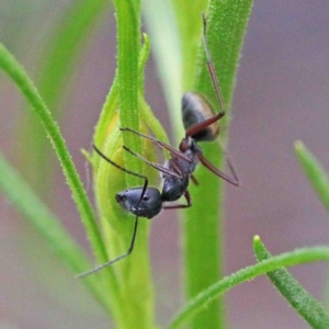 Camponotus suffusus at O'Connor, ACT - 24 Sep 2020