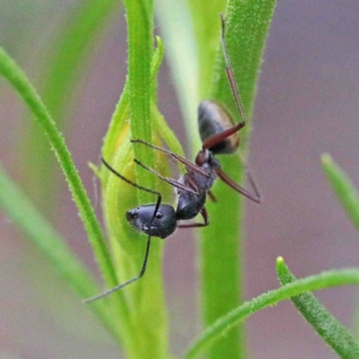 Camponotus suffusus (Golden-tailed sugar ant) at Dryandra St Woodland - 24 Sep 2020 by ConBoekel
