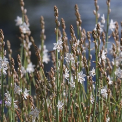 Asphodelus fistulosus (Onion Weed) at Gungahlin, ACT - 23 Sep 2020 by AlisonMilton