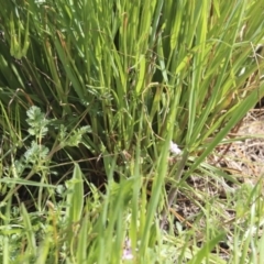 Asphodelus fistulosus at Gungahlin, ACT - 23 Sep 2020