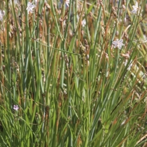 Asphodelus fistulosus at Gungahlin, ACT - 23 Sep 2020