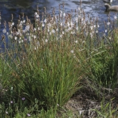 Asphodelus fistulosus at Gungahlin, ACT - 23 Sep 2020