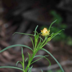 Xerochrysum viscosum (Sticky Everlasting) at Dryandra St Woodland - 24 Sep 2020 by ConBoekel