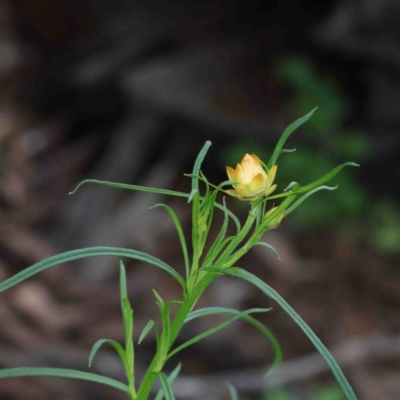 Xerochrysum viscosum (Sticky Everlasting) at Dryandra St Woodland - 24 Sep 2020 by ConBoekel