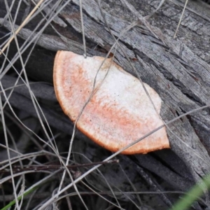 Trametes coccinea at O'Connor, ACT - 24 Sep 2020