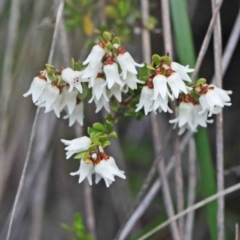 Cryptandra amara (Bitter Cryptandra) at O'Connor, ACT - 24 Sep 2020 by ConBoekel