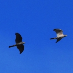 Accipiter fasciatus (Brown Goshawk) at Red Hill Nature Reserve - 5 Sep 2020 by TomT