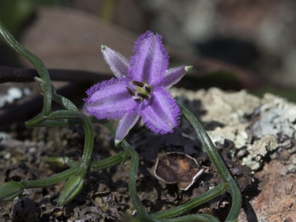 Thysanotus patersonii at Hawker, ACT - 24 Sep 2020
