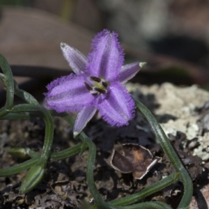 Thysanotus patersonii at Hawker, ACT - 24 Sep 2020