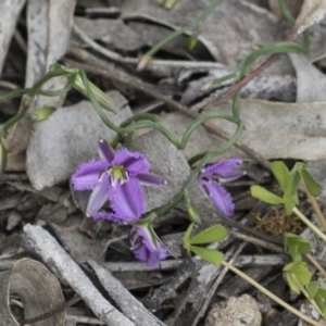 Thysanotus patersonii at Hawker, ACT - 24 Sep 2020