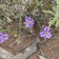 Thysanotus patersonii at Hawker, ACT - 24 Sep 2020 12:18 PM