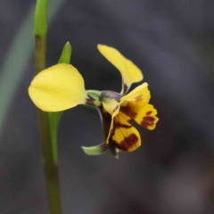 Diuris nigromontana (Black Mountain Leopard Orchid) at Dryandra St Woodland - 24 Sep 2020 by ConBoekel